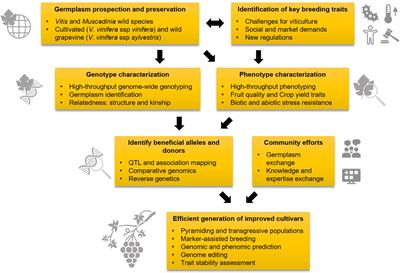 Editorial: Advances in grapevine genetic improvement: Towards high quality, sustainable grape production